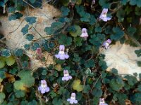 Cymbalaria minor 5, Saxifraga-Ed Stikvoort : Marathias - Vathi Ithaki s9900