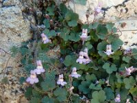 Cymbalaria minor 6, Saxifraga-Ed Stikvoort : Marathias - Vathi Ithaki s9900