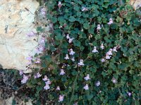 Cymbalaria minor 7, Saxifraga-Ed Stikvoort : Marathias - Vathi Ithaki s9900