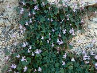 Cymbalaria minor 8, Saxifraga-Ed Stikvoort : Marathias - Vathi Ithaki s9900