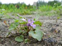 Cymbalaria muralis 11, Muurleeuwenbek, Saxifraga-Rutger Barendse