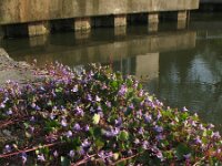 Cymbalaria muralis 12, Muurleeuwenbek, Saxifraga-Rutger Barendse