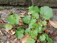 Cymbalaria muralis 25, Muurleeuwenbek, Saxifraga-Rutger Barendse