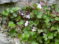 Cymbalaria muralis 26, Muurleeuwenbek, Saxifraga-Rutger Barendse