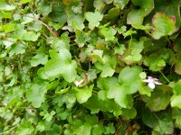 Cymbalaria muralis 27, Muurleeuwenbek, Saxifraga-Rutger Barendse