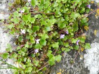 Cymbalaria muralis 28, Muurleeuwenbek, Saxifraga-Rutger Barendse