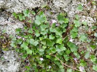 Cymbalaria muralis 29, Muurleeuwenbek, Saxifraga-Rutger Barendse