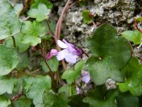 Cymbalaria muralis 30, Muurleeuwenbek, Saxifraga-Rutger Barendse