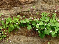 Cymbalaria muralis 36, Muurleeuwenbek, Saxifraga-Hans Grotenhuis