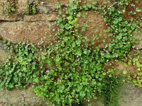Cymbalaria muralis 37, Muurleeuwenbek, Saxifraga-Hans Grotenhuis
