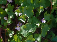 Cymbalaria muralis 38, Muurleeuwenbek, Saxifraga-Hans Grotenhuis