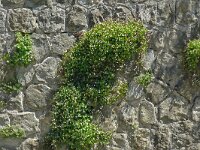 Cymbalaria muralis 39, Muurleeuwenbek, Saxifraga-Hans Grotenhuis