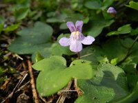 Cymbalaria muralis 9, Muurleeuwenbek, Saxifraga-Rutger Barendse