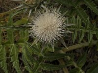 Cynara cornigera 2, Saxifraga-Jan van der Straaten