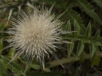 Cynara cornigera 3, Saxifraga-Jan van der Straaten