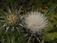 Cynara cornigera 4, Saxifraga-Willem van Kruijsbergen