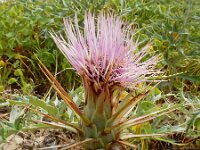 Cynara humilis 10, Saxifraga-Ed Stikvoort
