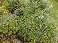 Cynara humilis 11, Saxifraga-Ed Stikvoort