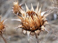 Cynara humilis 15, Saxifraga-Tom Heijnen