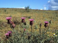 Cynara humilis 2, Saxifraga-Jan van der Straten