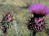 Cynara humilis 3, Saxifraga-Jan van der Straten