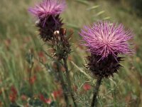 Cynara humilis 4, Saxifraga-Piet Zomerdijk