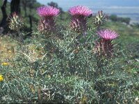 Cynara humilis 5, Saxifraga-Inigo Sanchez