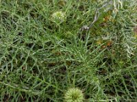 Cynara humilis 6, Saxifraga-Ed Stikvoort