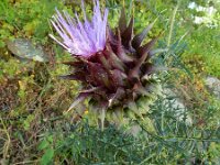 Cynara humilis 7, Saxifraga-Ed Stikvoort