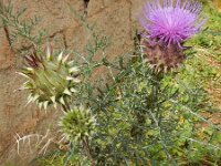 Cynara humilis 8, Saxifraga-Ed Stikvoort