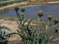 Cynara scolymus 4, Saxifraga-Piet Zomerdijk
