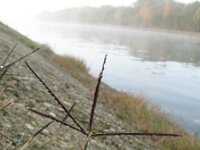 Cynodon dactylon 2, Handjesgras, Saxifraga-Rutger Barendse