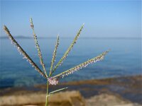 Cynodon dactylon 3, Handjesgras, Saxifraga-Jasenka Topic