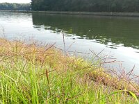 Cynodon dactylon 4, Handjesgras, Saxifraga-Rutger Barendse