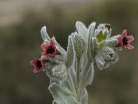 Cynoglossum cheirifolium 10, Saxifraga-Willem van Kruijsbergen
