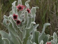 Cynoglossum cheirifolium 11, Saxifraga-Willem van Kruijsbergen