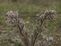 Cynoglossum cheirifolium 2, Saxifraga-Willem van Kruijsbergen