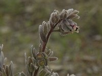 Cynoglossum cheirifolium 3, Saxifraga-Willem van Kruijsbergen
