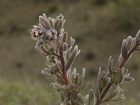 Cynoglossum cheirifolium 4, Saxifraga-Willem van Kruijsbergen