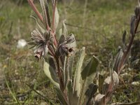 Cynoglossum cheirifolium 5, Saxifraga-Jan van der Straaten