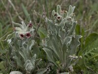 Cynoglossum cheirifolium 8, Saxifraga-Willem van Kruijsbergen
