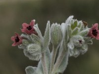 Cynoglossum cheirifolium 9, Saxifraga-Willem van Kruijsbergen
