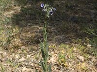 Cynoglossum creticum 15, Saxifraga-Willem van Kruijsbergen