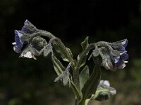 Cynoglossum creticum 18, Saxifraga-Willem van Kruijsbergen