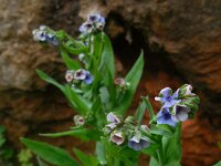 Cynoglossum creticum 24, Saxifraga-Ed Stikvoort