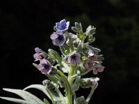 Cynoglossum creticum 9, Saxifraga-Willem van Kruijsbergen