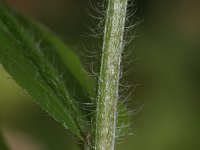 Cynoglossum germanicum 1, Saxifraga-Rutger Barendse