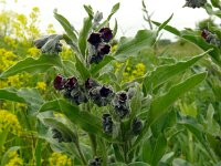 Cynoglossum officinale 22, Veldhondstong, Saxifraga-Hans Grotenhuis