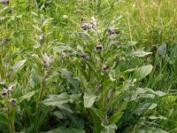 Cynoglossum officinale 24, Veldhondstong, Saxifraga-Hans Grotenhuis