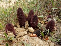 Cynomorium coccineum 10, Saxifraga-Ed Stikvoort : Albufeira